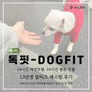 체크인독 | 서울 강남 24시간 상주 애견호텔 독핏, 노견 래스팅 솔직후기(내돈내산)
