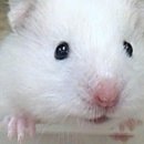 도리순이 이미지