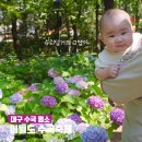 대구 수국 명소 이월드 수국축제 및 아쿠아월드 평일 후기