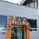 멍땅내사랑 애견유치원 애견호텔 | 양양 애견동반카페 헬로맘마미아 애견카페