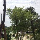 송림조경 이미지
