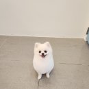 백설애견 이미지