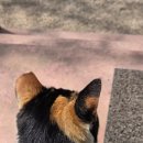 스테디커피 | [맛집] 버터바는 스테디! 커피향이 좋았던 카페 '핀커피' 후기 / 내돈내산