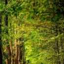 동심의세계 - (141) 가슴에 사무친 말은 입에서 노래가 된다 - ③ 함께 읽어볼 만한 어른이 쓴 동시/ 이지호 진주교육대학 교수 이미지