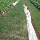 낙안농장 이미지