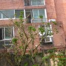 엉게나무 이미지