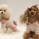 MK동물병원 이미지