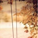 하얀쪽배 이미지