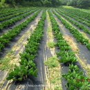 해송 농장 이미지