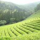 기네스북에 오른 보성 녹차밭 불빛축제 트리와 율포해수탕 이미지