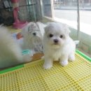토리PC 이미지