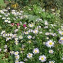 쑥부쟁이 이미지