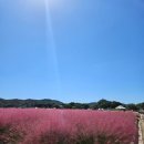 세븐일레븐 양주광사원룸점 | 양주 나리농원 핑크뮬리 10월까지 가기좋을듯 햇빛유의 #천일홍축제