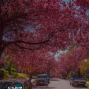 향기로채우다