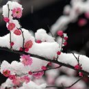 로이젠 이미지