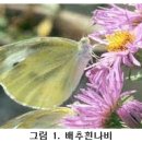 [산업곤충] 배추흰나비-인공증식 이미지