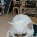 펫 가디언 이미지