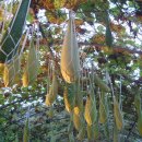 북천시장 이미지