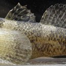 어류도감 이미지