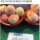 칼리오페 상가앞 | 홍대 유포테이블 카페 다녀온 후기. (Ufotable Cafe / 이용 방법 / 무한성 기유 탄지로 아카자 기간...