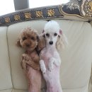 치노카푸 네이버블로그