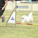 어질리티