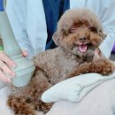 큰마음동물메디컬센터 이미지