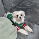 이순민 | [2025 K리그1]34R 대전하나시티즌 🆚️ 포항스틸러스/파이널라운드/파이널A첫경기/2:0 승리