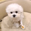 메르시동물병원 이미지