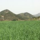 구릉골 Daum카페
