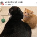 달콩이 이미지