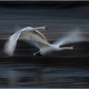 사랑의 날개 이미지