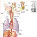 미주신경(迷走神經, Vagus nerve) - 웃음으로 활성화 해야 이미지