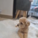 개인정애견샵 이미지