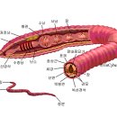 지렁이네