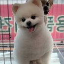 얌얌 이미지