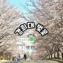 수원,용인 경희대 국제캠퍼스 벚꽃/기흥호수공원 가마골 맛집 (주차요금)
