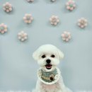 원펫살롱 이미지