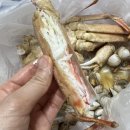 구리수산시장 대게 시세 최저가! 다시와수산