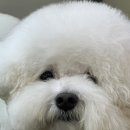 벨라루시 펫살롱 이미지