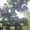 배갈비, 태릉배갈비 이미지