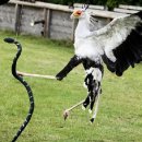 발이 긴 독특한 맹금류 아프리카 뱀잡이수리[Long Leg Africa Secretarybird] 이미지