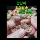 땅콩 삶기 피땅콩 맛있게 삶는법 압력솥 냄비 땅콩 두가지 삶는법 압력솥승 땅콩수확시기 이미지