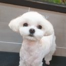 바니펫살롱 이미지