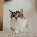 고양이의 하루 | 숨숨집이 있는 원목 캣타워, 고양이의 하루가 달라져요