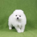 도그블랑 이미지