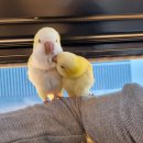 쥬쥬동물병원 | 안산 쥬쥬 동물 병원 두 번째 후기 (앵무새, 말티즈)