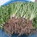 민들레유통 이미지