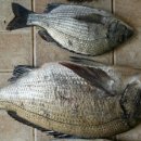 노력항민박 이미지