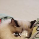 13번째고양이 이미지